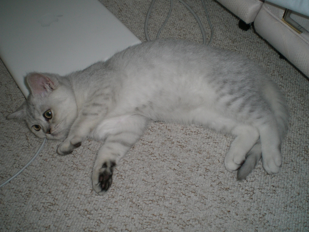 Chat British Shorthair de couleur chinchilla