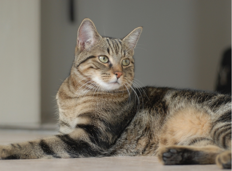 photo de chat celtique