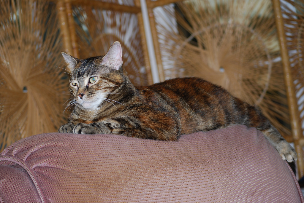 Magnifique chat tricolore écaille de tortue