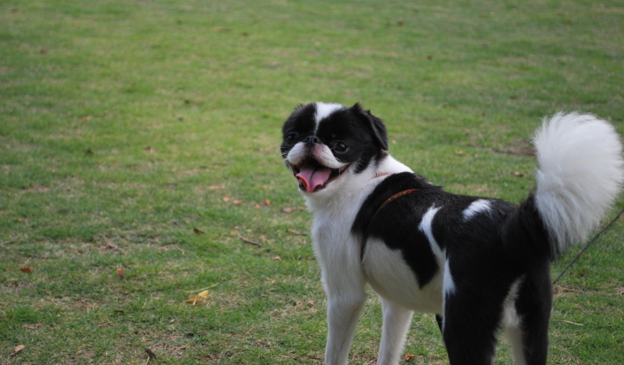 Un Chin japonais (épagneul japonais) photographié