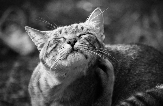 Faites attention aux chats