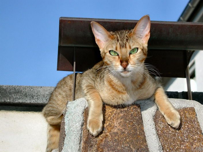 Description de la race de chat Canaan