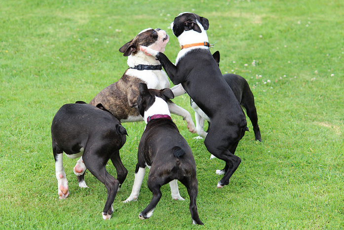 Jeux de Boston Terrier