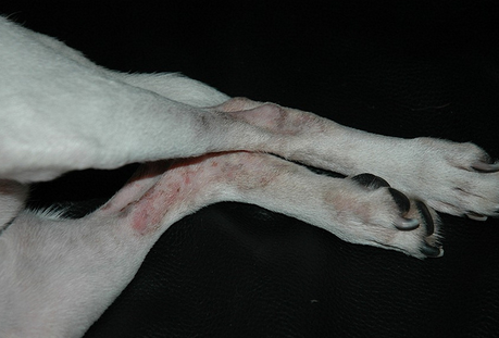Dermatite allergique chez le chien