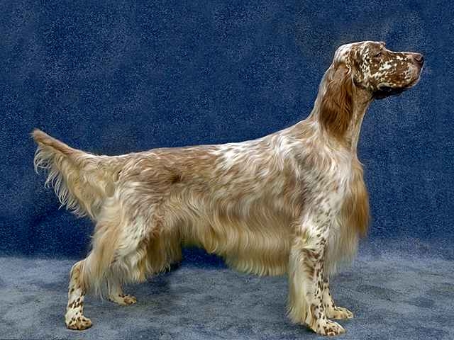 Chien setter anglais