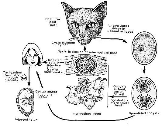 Diagramme du cycle de développement du pathogène toxoplasme