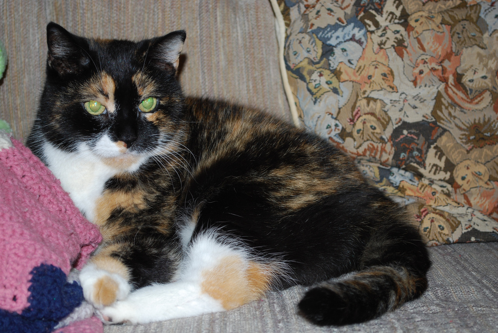 Chat écaille de tortue et blanc