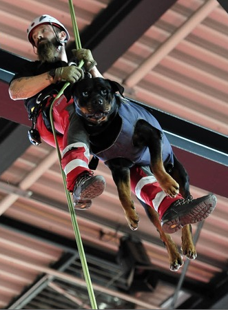 compétitions canines