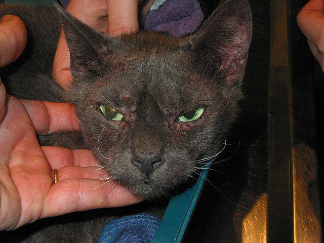 Voici à quoi ressemble un chat atteint d'acariens sous-cutanés.