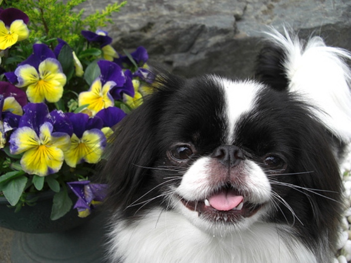 Photo de Chin japonais (Épagneul japonais)