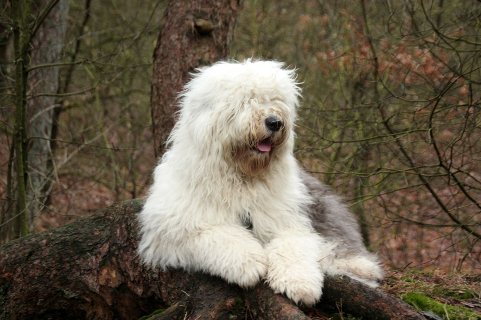 Photo de Bobtail (Bobtail, vieux chien de berger anglais)