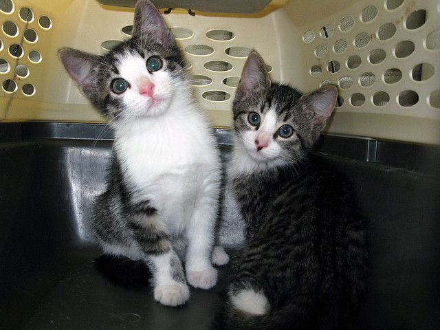 Ils ne savent pas encore qu'ils vont être vaccinés maintenant.