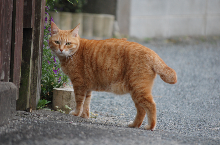 bobtail rouge japonais