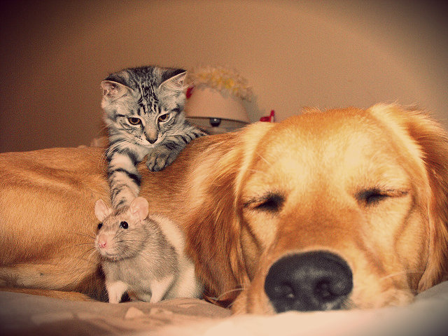 Une amitié qui, par nature, ne devrait pas exister...