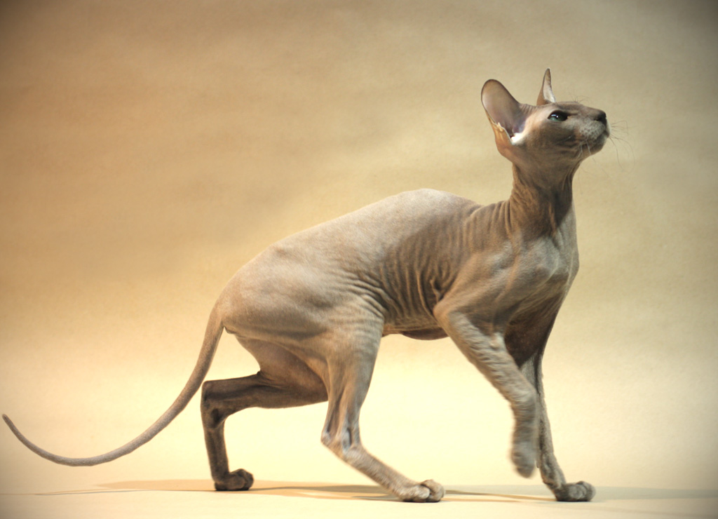 Chats Peterbald
