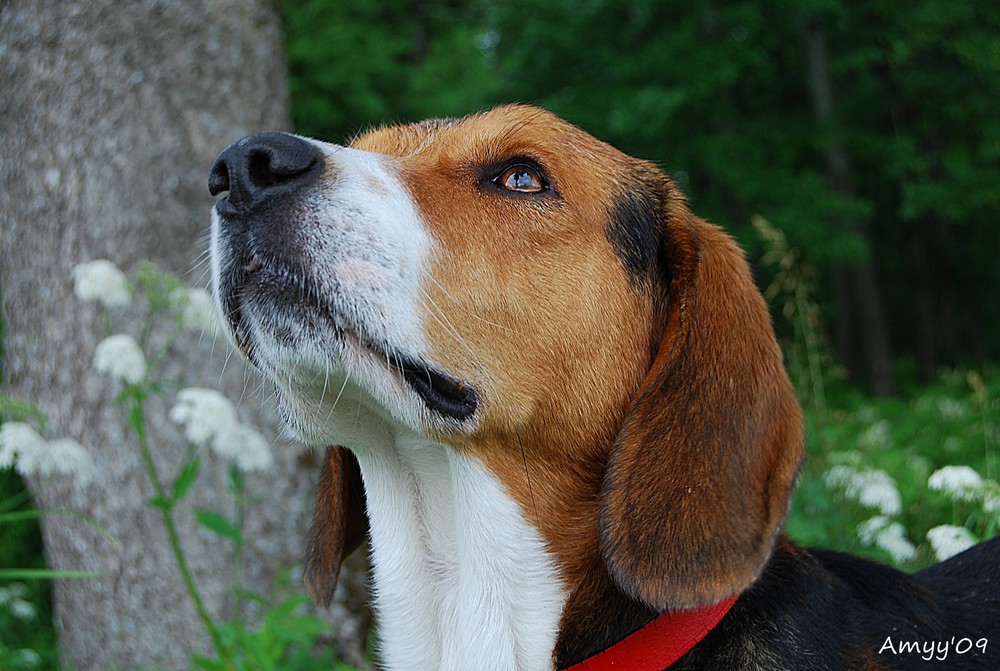 Le lévrier estonien sur la photo