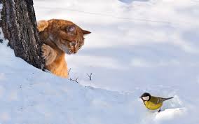 Chat et oiseau