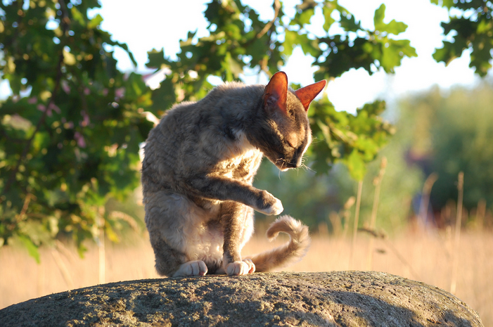 Cornish Rex dans la rue