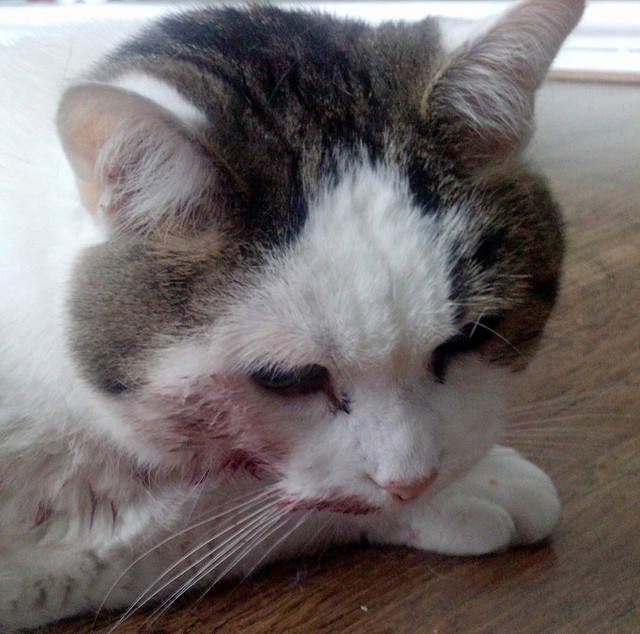 Vérifiez si la peau de votre chat est blessée. Ce n'est peut-être pas du sang.