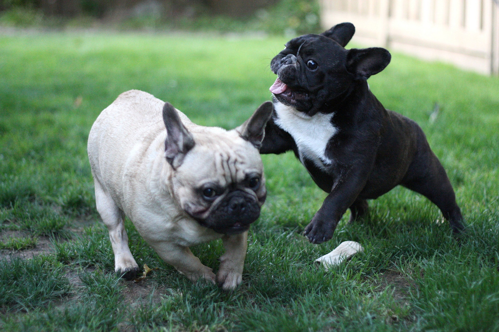chiots bouledogues français