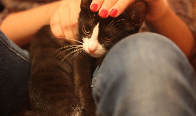 Un chat près d'une personne