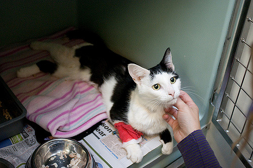 Un chat malade mange mal.