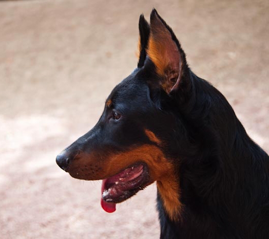 apparence des chiens Beauceron