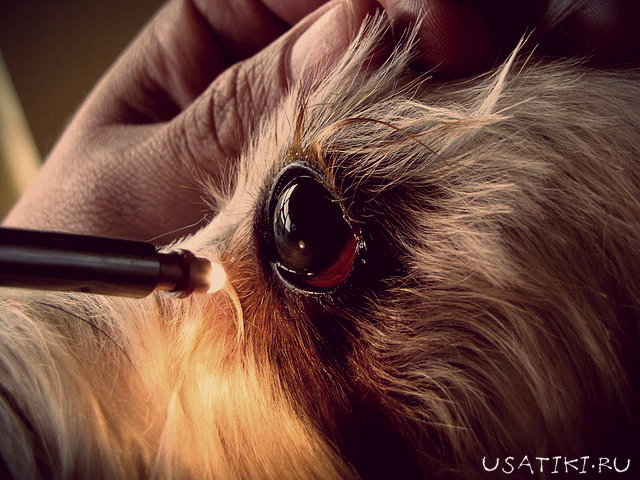 Kératite chez le chien - traitement