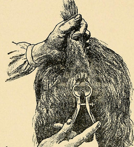 Intervention vétérinaire pour la constipation chez les chiens