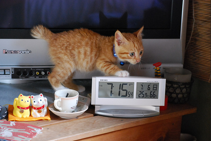 Personnalité du Bobtail japonais