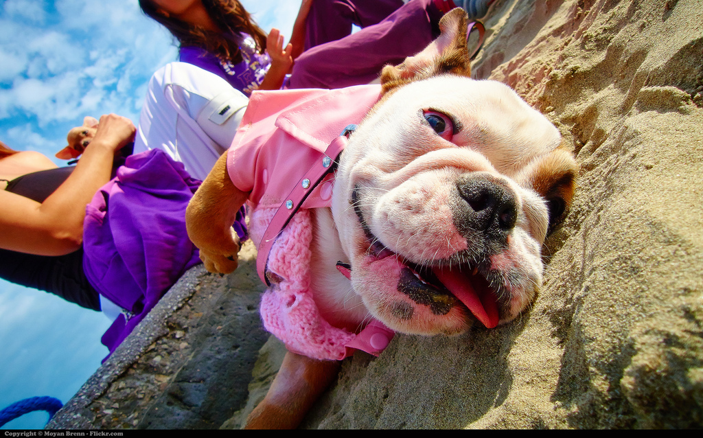 Bouledogue anglais sur la plage