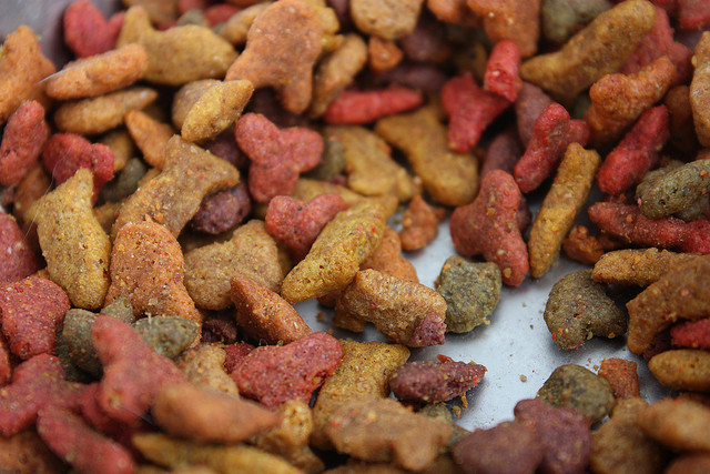 Granulés d'aliments économiques pour chats