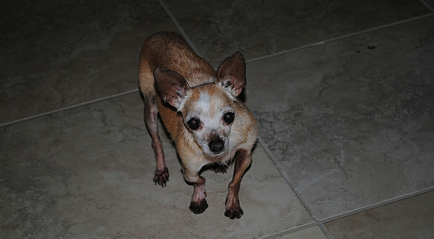 Rachitisme chez les chiens