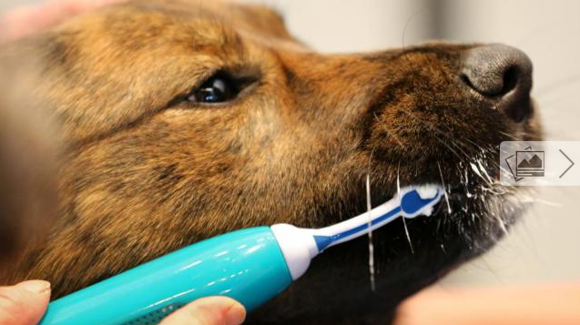 Brosse ultrasonique pour chien Emmi