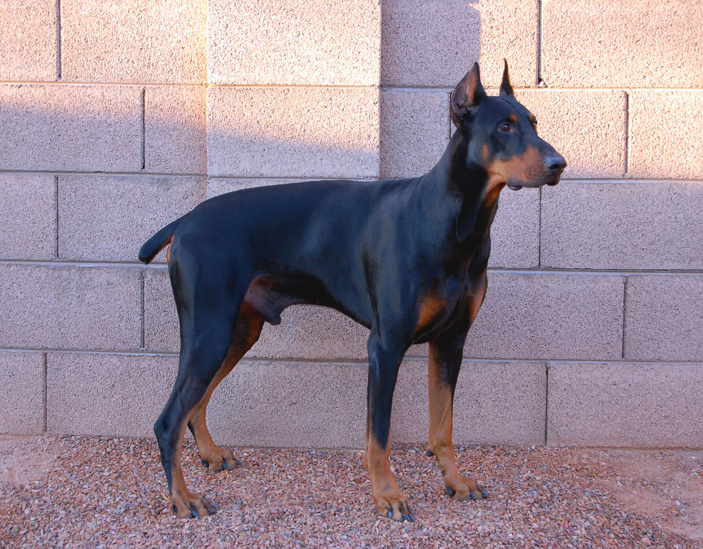 Apprendre à un chien l'ordre d'attaque