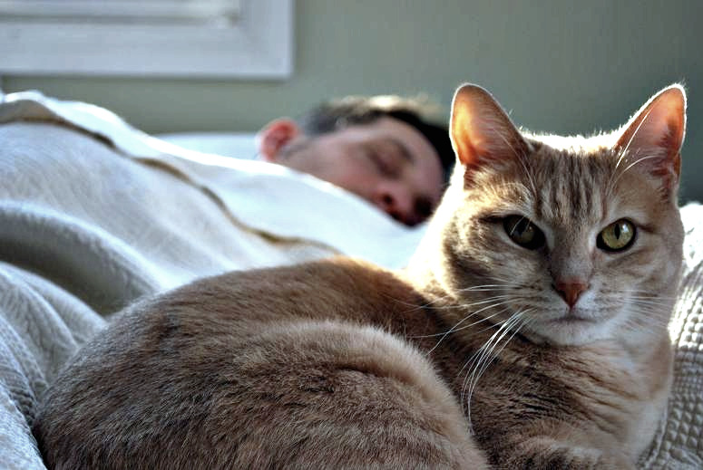 Un chat dort sur une personne