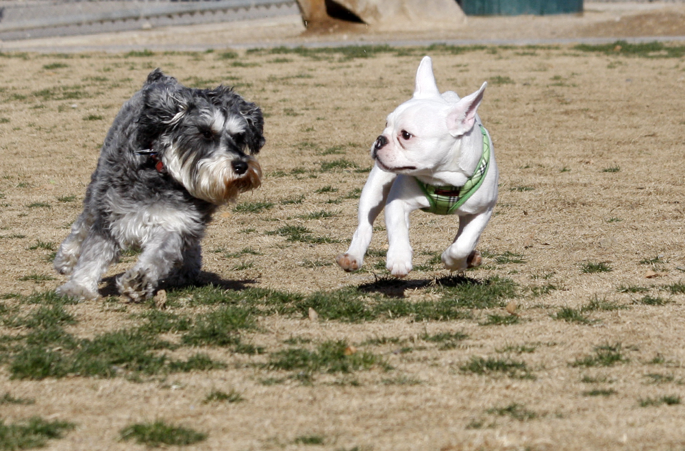 Bouledogue français jouant