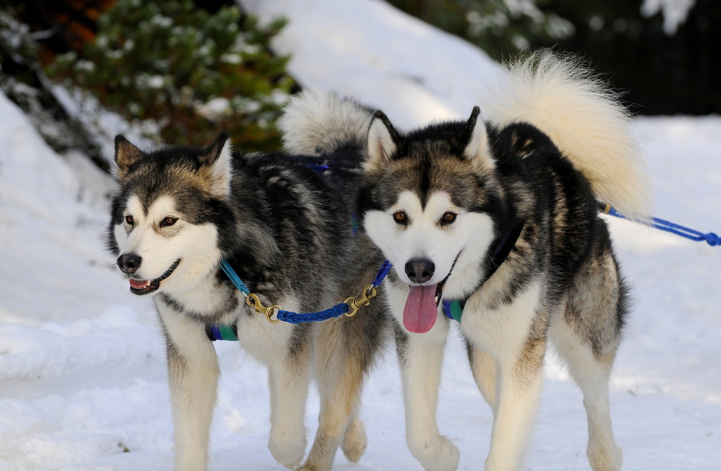 Huskies de Sibérie en harnais