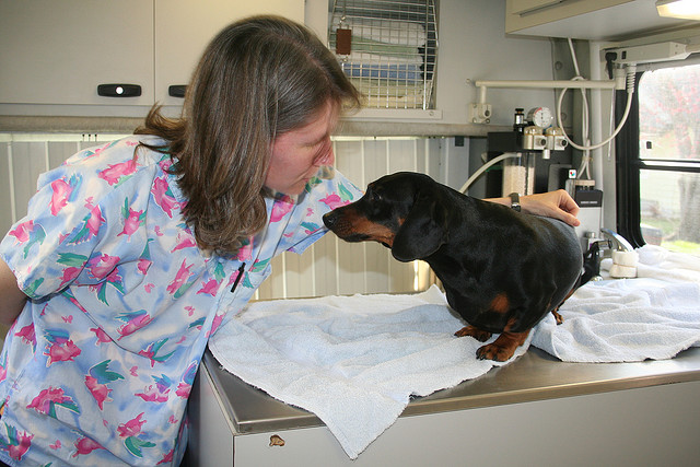 traitement de la maladie de Carré chez le chien