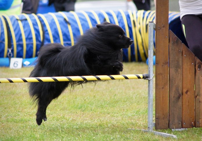 Activité physique du Spitz allemand