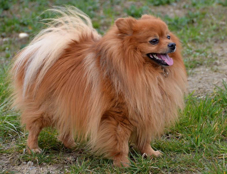 Chiens de type Pittelspitz moyen