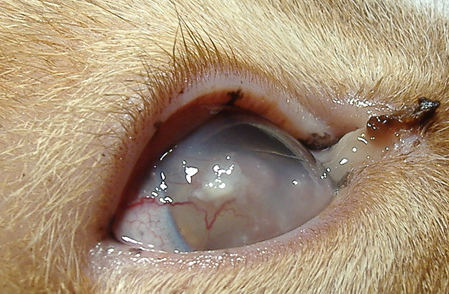 kératite chez un chat