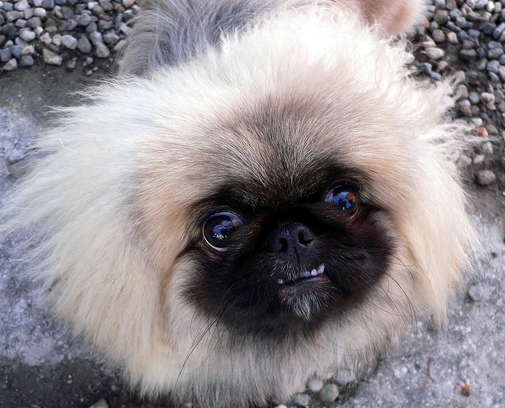 race de chien pékinois