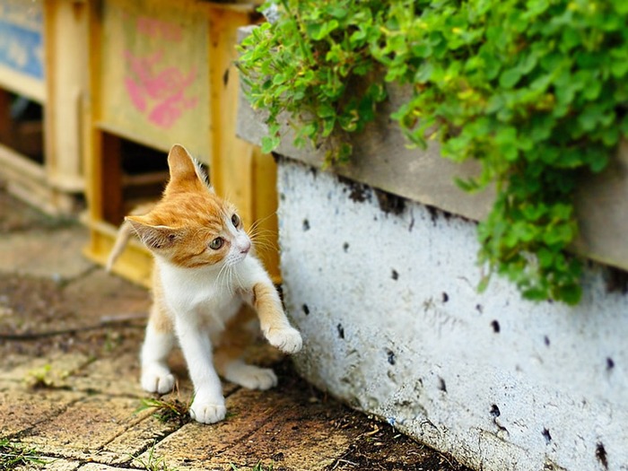 Où trouver un chaton, où adopter un chaton, chaton de la rue, adopter un chaton, chaton des mains de quelqu'un