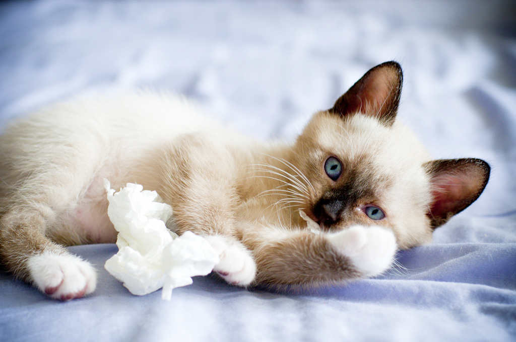 Caractéristiques générales de la race de chat Snowshoe