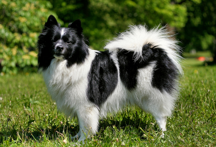 Spitz allemand moyen