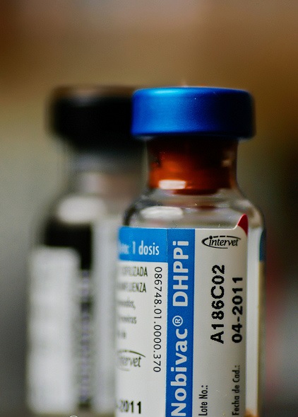 vaccin contre la maladie de Carré chez le chat