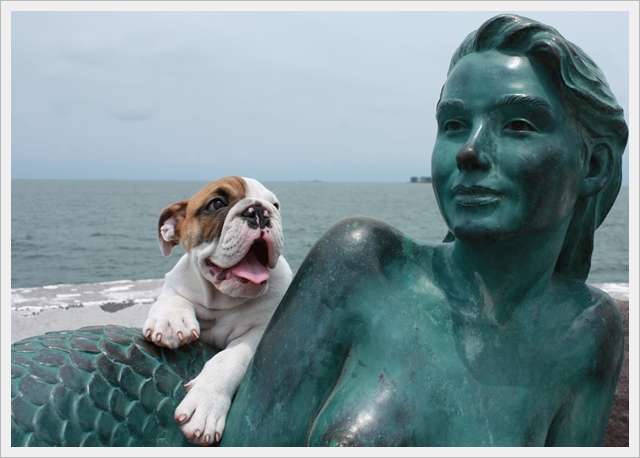 Photo d'un bouledogue anglais avec une sirène