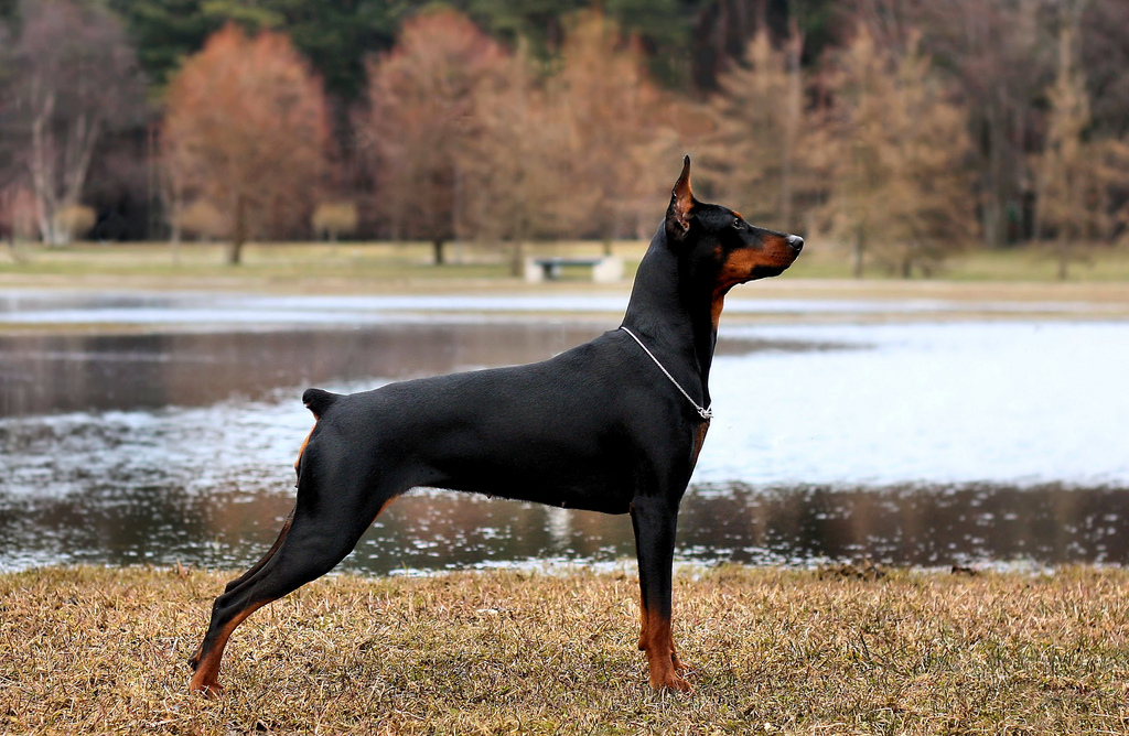 Pinscher allemand