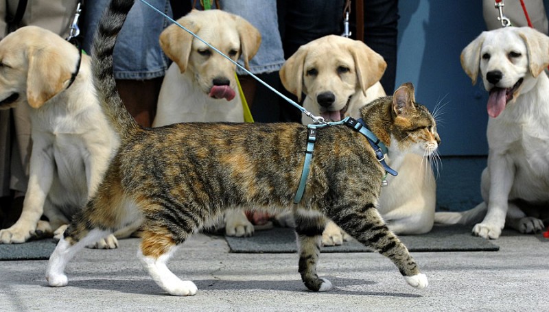 Dois-je promener mon chat ?